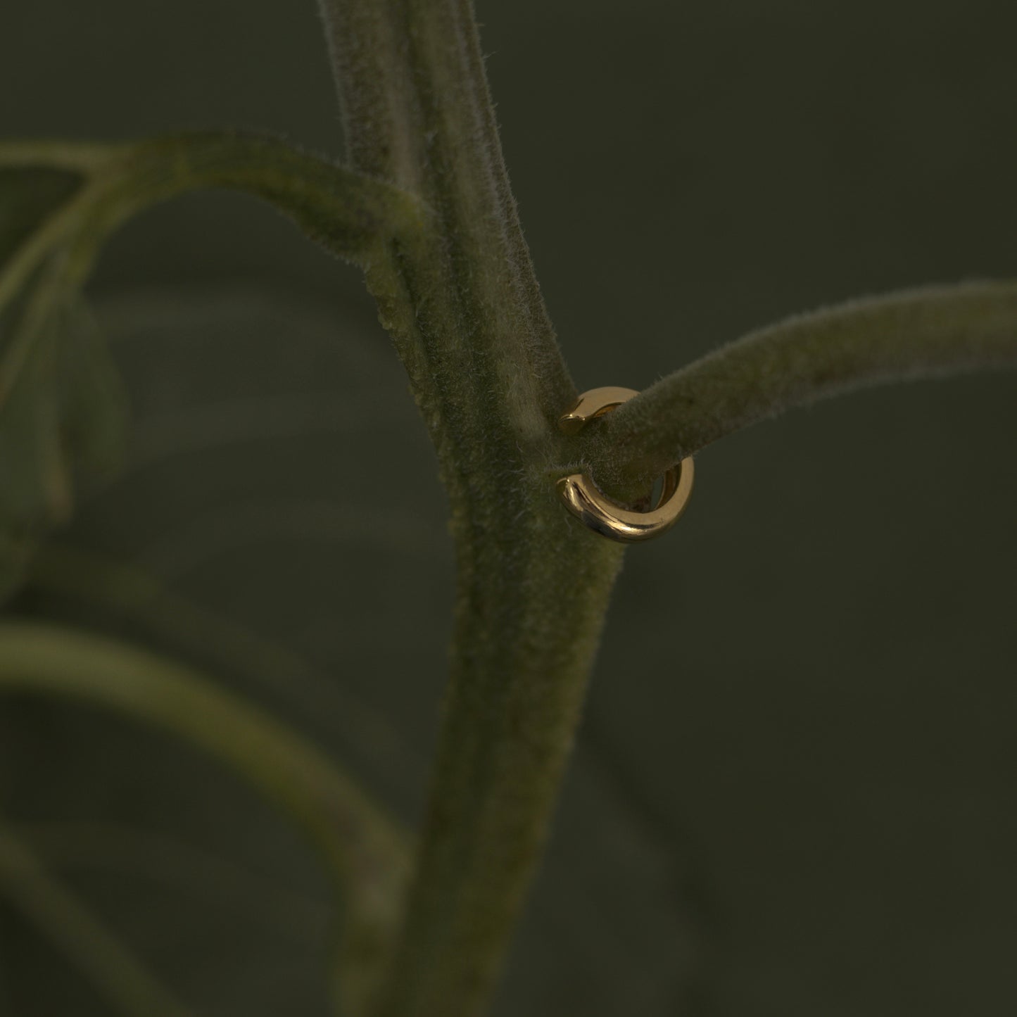 Cuff Simple 003